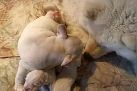 萨摩耶生宝宝了，法斗小奶狗自己给自己找了一个继母，兴奋坏了视频封面