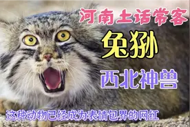 一说“兔狲”河南人秒懂，殊不知这种西北神兽已然成为大网红！视频封面