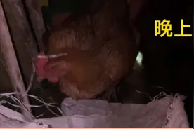 晚上抓鸡很简单的。大家知道理由吗？天黑我觉得好害怕🙁视频封面