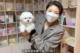 帮粉丝挑选的小比熊，美容后大变样，主人直呼捡到宝了，爱不释手