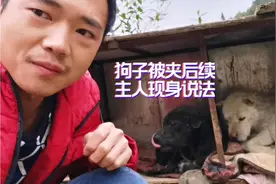 网友都关心狗子被夹伤情怎么样，要求发后续，寨主顺便回应些疑问视频封面