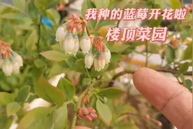 楼顶菜园里有两棵蓝莓，都开花啦！好漂亮！视频封面