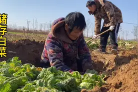 农村奶奶有智慧，冬季储存白菜，挖坑盖被有讲究，芥丝腌得超一流