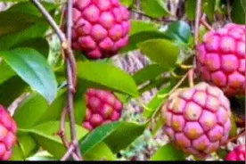 盘点中国最好吃的五种水果，你吃过哪种视频封面