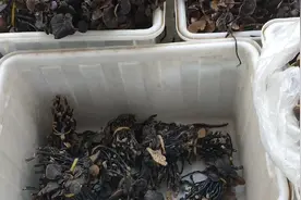 野生灵芝规格，进口缅甸，老过等。国产云南东北等产地！悬殊大视频封面