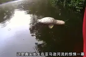 这是发生在亚马逊雨林的神奇一幕，一条大鱼翻着肚皮漂浮在河面上视频封面