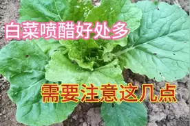 白菜喷醋厉害了，你知道如何正确使用食醋吗？这些方面要注意视频封面