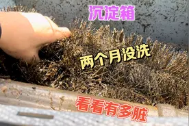 自创两缸一箱过滤系统效果超赞，60天没洗的沉淀仓到底脏不脏视频封面
