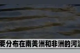 水蟒的体型有多恐怖。可以杀死一头牛。