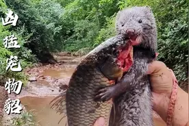 宠物貂能有多凶猛？宠物貂山涧小溪抓到大鲤鱼，抱着就开啃！