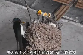 燕子在家里搭窝下崽，预示着3件事要发生，要不要把它们赶走？视频封面