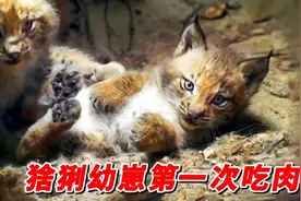 猞猁幼崽第一吃肉视频封面