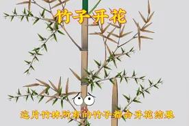 你知道竹子开花结果是什么吗？视频封面