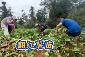 大家有没有听说过红薯要翻藤和剪枝的视频封面