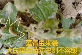 大白菜种植技术-菜青虫来袭，大白菜幼苗呵护管理刻不容缓视频封面