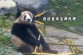 谭爷爷的挖煤队，个个都是国宝级，不能打不能骂，只能干着急视频封面