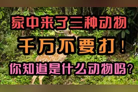 家中来了三种动物，千万不要打，你知道是什么动物吗？视频封面