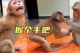 藏酋猴很聪明，是猴社交高手