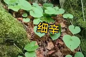 细辛，知道细辛人很多，具体长的什么样子尼？一起认识一下！视频封面