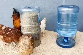 用水桶自制自动喂鸡神器，不花一分钱装满粮食和水能管大半个月！
