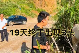 牛走丢19天终于奇迹出现了，只见3头还有7头在哪个山旮旯里呢？视频封面