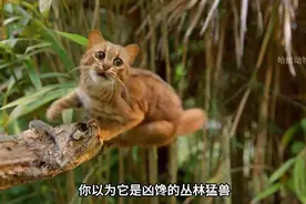 爱情就像流沙#一代人有一代人的动物世界 #神奇动物在抖音 #