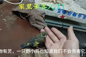 一只不怕人的小小鸟视频封面