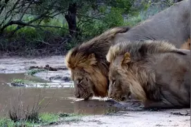 两头流浪雄狮误入狮王地盘，它们想将狮王老婆抓住，最后无功而返视频封面