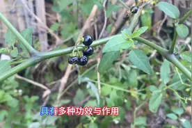 龙葵的功效与作用