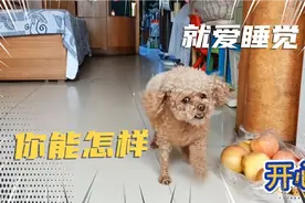 就爱睡觉你能怎样