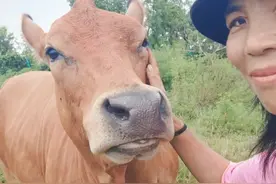 很多朋友问，我家的牛为什么都这么听话，因为我付出的不比你们少视频封面