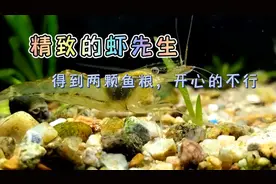 得到两颗鱼粮，开心的不行，看小河虾是怎么吃饲料的 #大眼贼视频封面