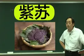 倪海厦讲本草：紫苏视频封面