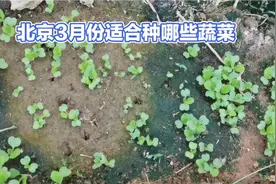 北京三月份适合种植的蔬菜视频封面