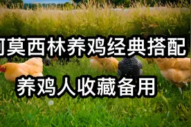 阿莫西林在养鸡中的经典搭配，简单好用，养鸡人收藏备用视频封面