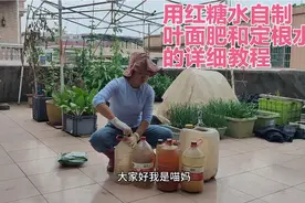 楼顶种菜：用红糖水自制叶面肥和定根水，详细分享制作和使用教程视频封面