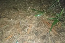 青蛙吃蚯蚓？#奇妙的动物 #大自然视频封面