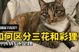 全网一半的三花确诊彩狸？两者到底有什么区别？视频封面