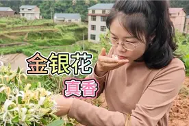 野生金银花香味扑鼻，三嫂摘了两大篮来做金银花茶，又香又健康视频封面