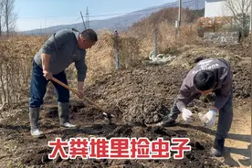 爷俩儿拉锯末子沤猪粪，倒粪堆的时候发现好多又肥又大的蛋白虫视频封面