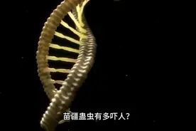 原来蛊虫真实存在，苗族老妇人会下蛊术#苗疆蛊毒