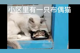 小区里有只布偶猫，有人能收养吗？可怜呀！被狗咬，主人真够缺德视频封面