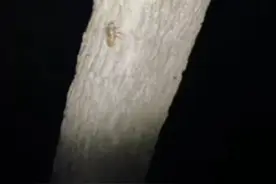 晚上做梦都在摸爬蚱视频封面