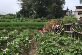 为什么种地瓜🍠要把藤牵起来呢？起什么作用？能提高产量吗？视频封面