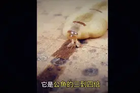 寿命可达50年的白蚁蚁后正在产卵，密集恐惧症的人还是不要看了！视频封面