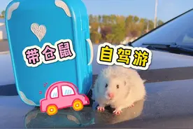 和爸妈带着仓鼠自驾游！有宠物陪伴的旅行也太开心了吧！视频封面