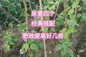 尿素四个经典搭配，生根绿叶促长又增产，肥效提高好几倍