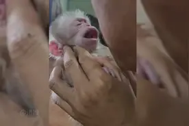 无法想象有只小猴子该多么好玩~视频封面