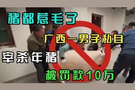 猪都惹毛了，广西一男子，私自宰杀年猪，被罚款10万视频封面