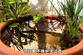 懒人也能养好鱼，不打氧，不过滤，不换水的古法生态缸，值得拥有视频封面